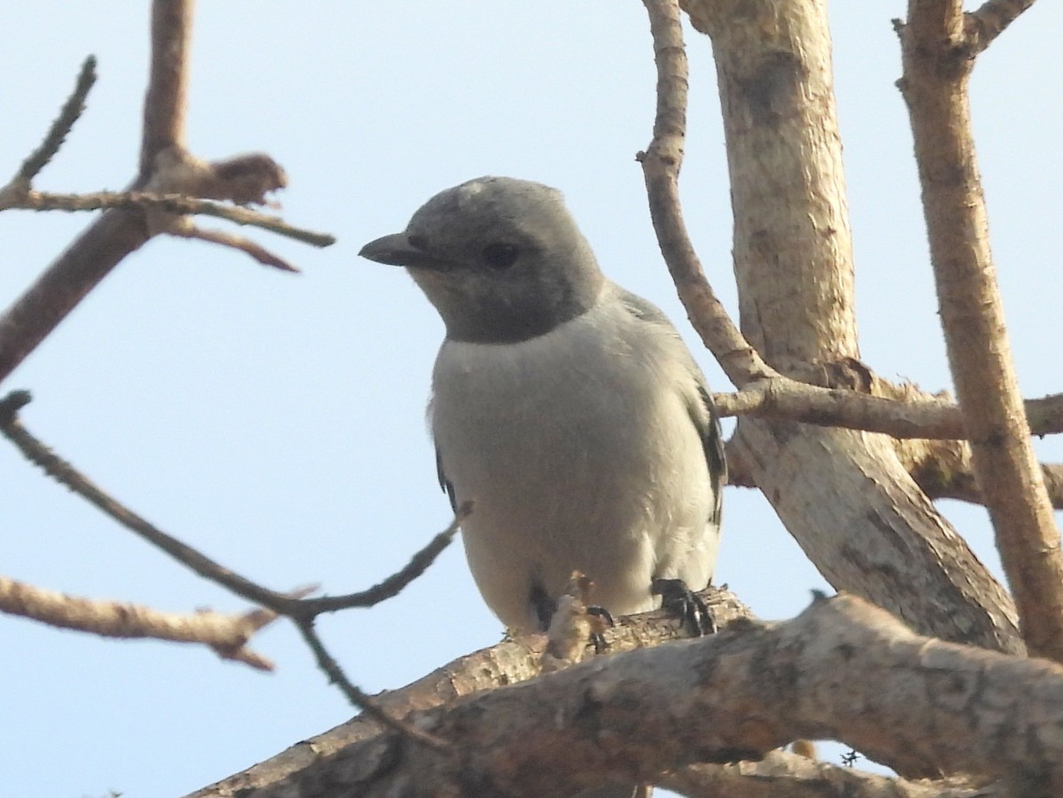 Мадагаскарский шама - ML646584816