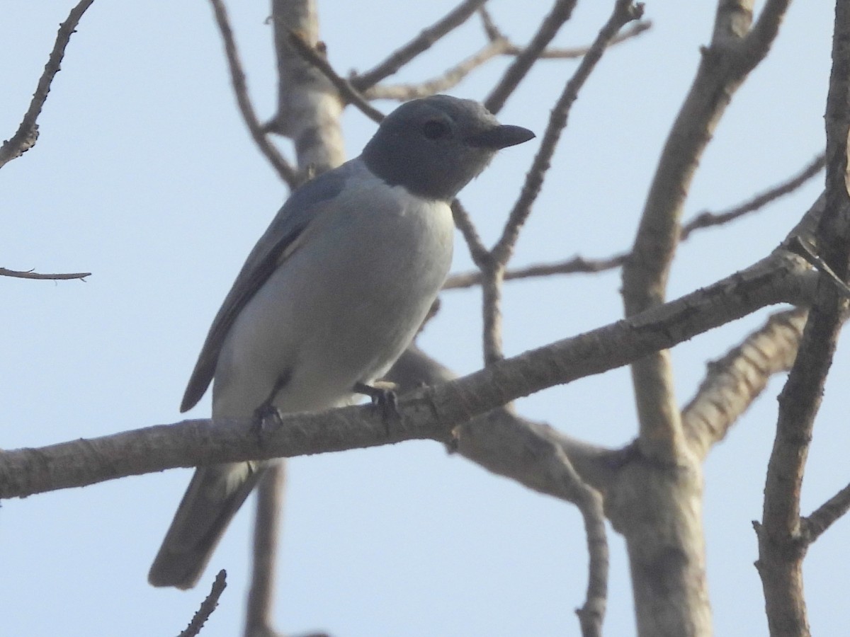 Мадагаскарский шама - ML646584817