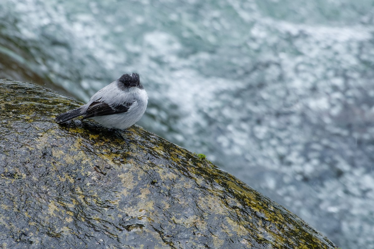 Torrent Tyrannulet - ML646584818