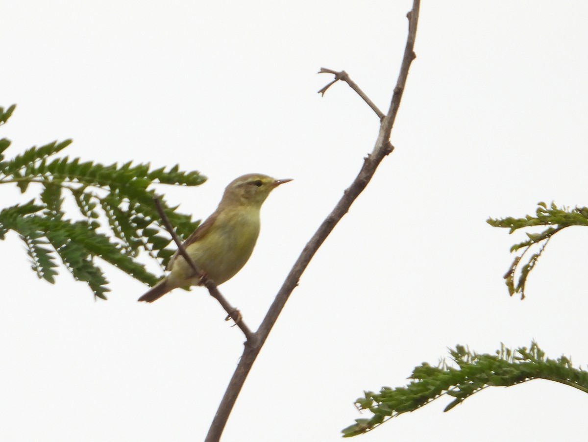 Willow Warbler - ML646584827