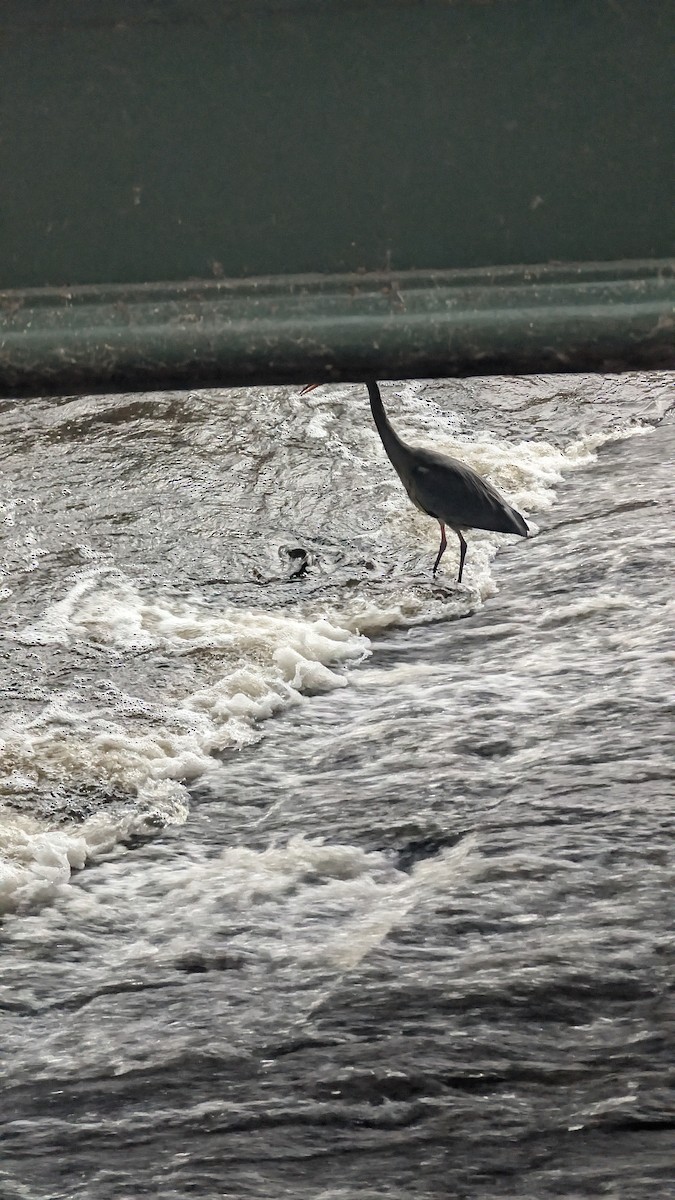 אנפה אפורה - ML646584830