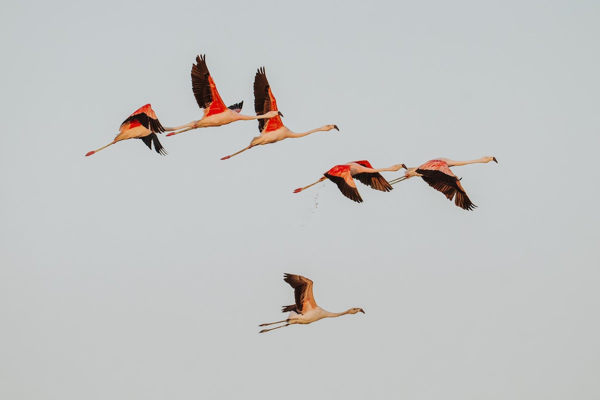 Chilean Flamingo - ML646584834
