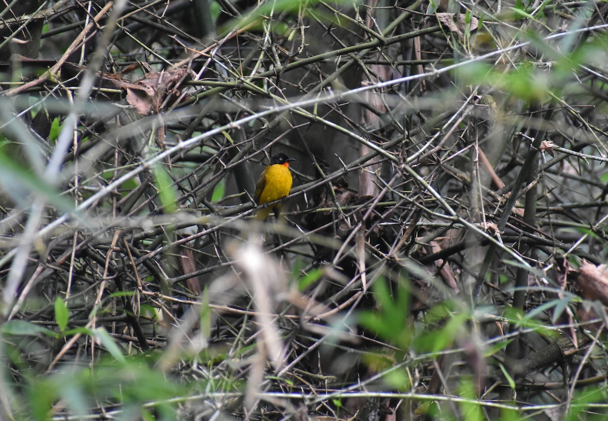 Bulbul à gorge rubis - ML646584838