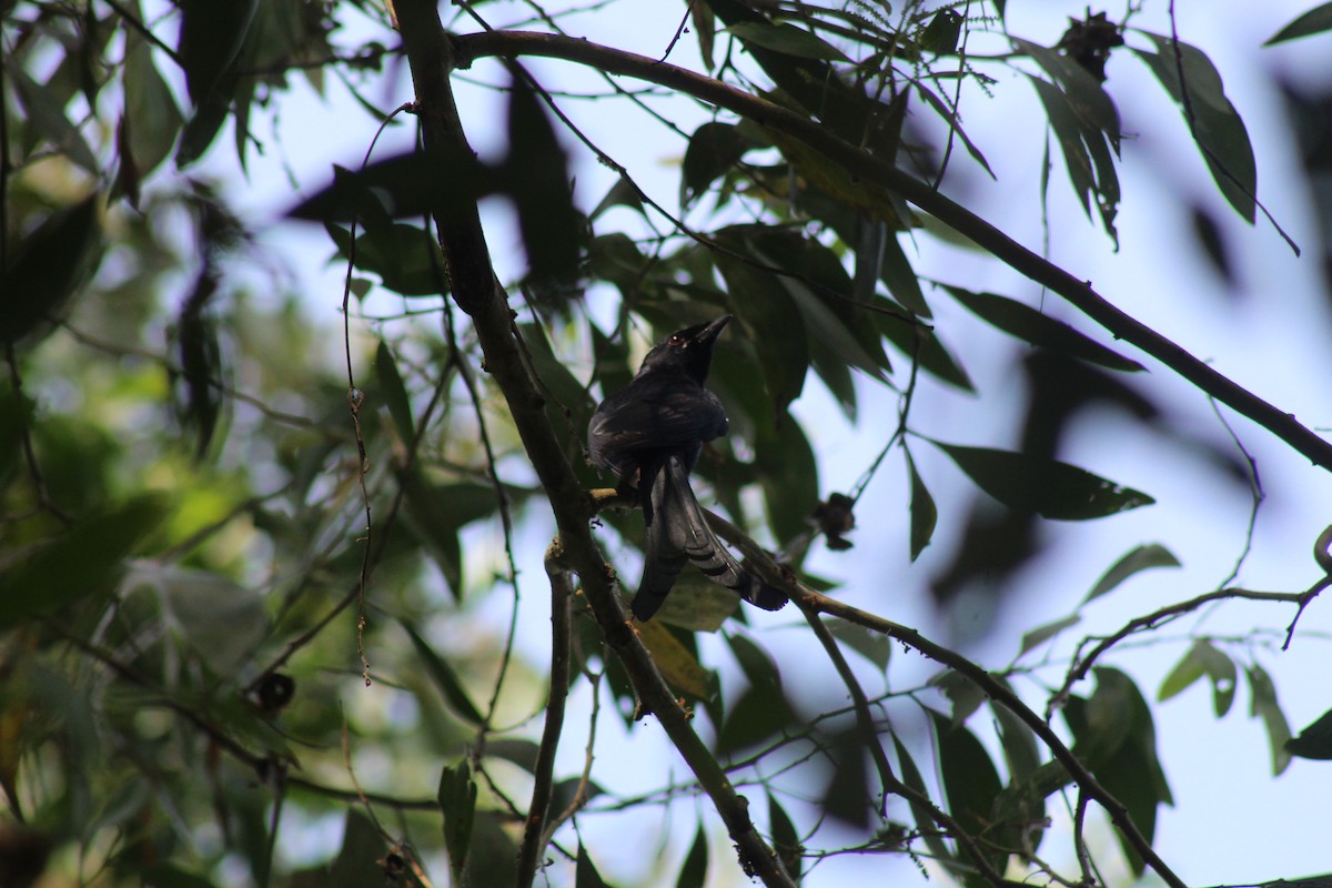 Black Drongo - ML646584840