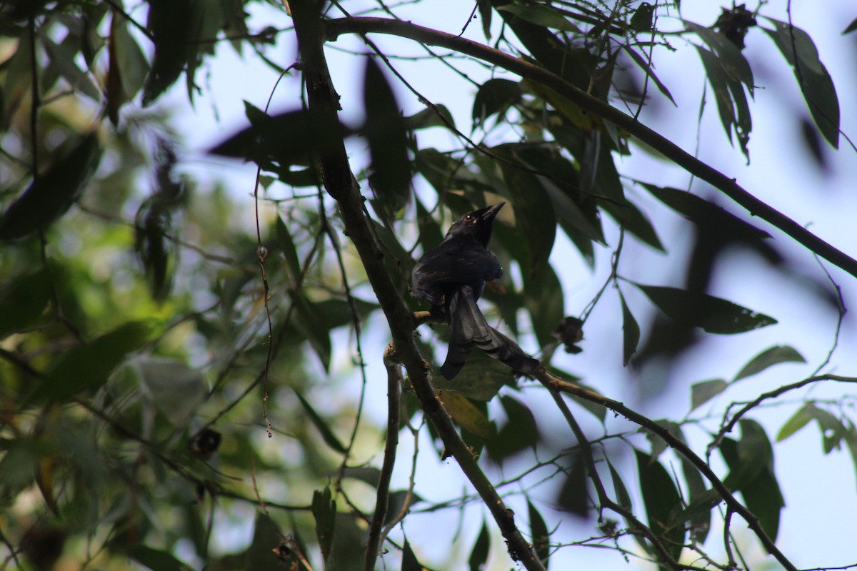 Black Drongo - ML646584841