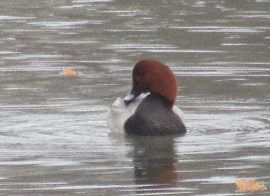 Common Pochard - ML646584844