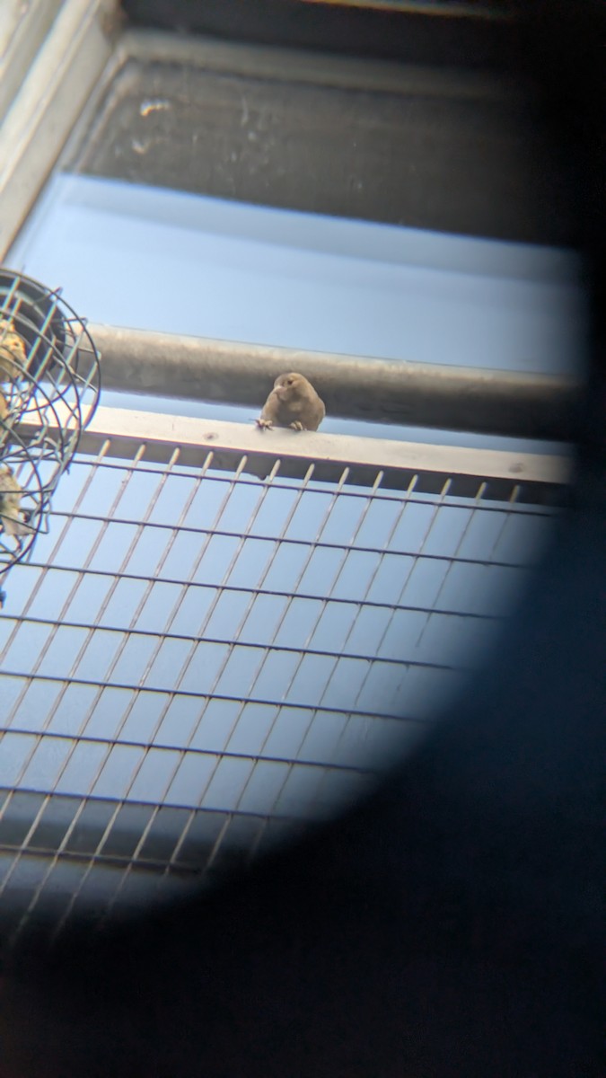 פרוש מצוי - ML646584851