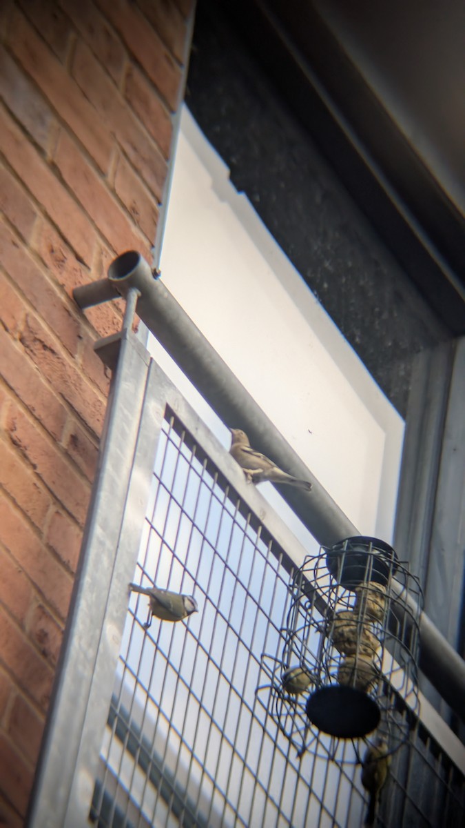 פרוש מצוי - ML646584852