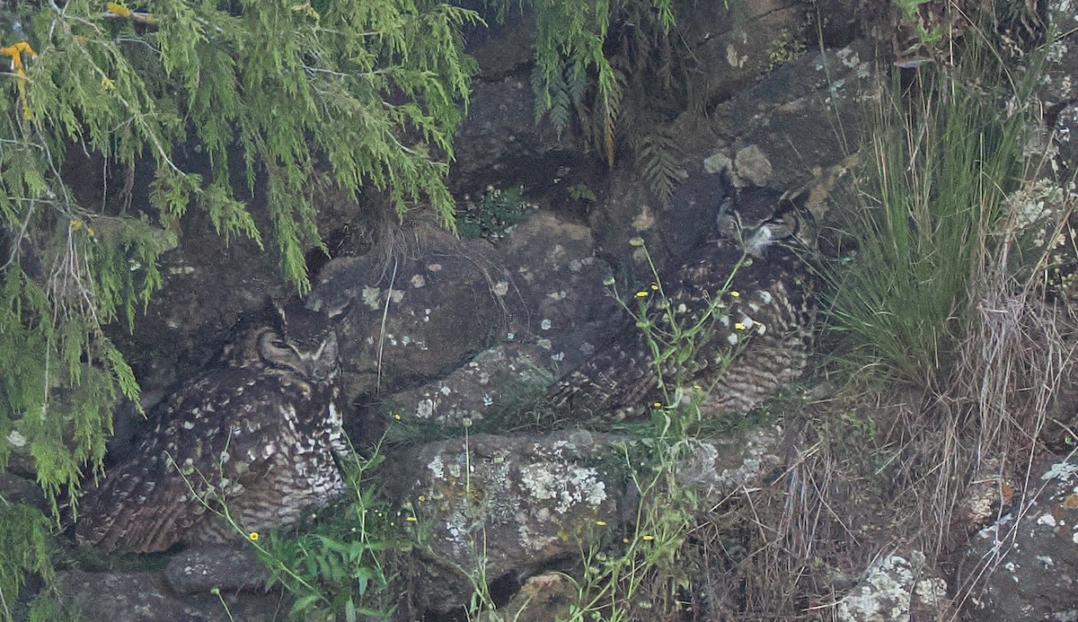 Cape Eagle-Owl (Northern) - ML646584853