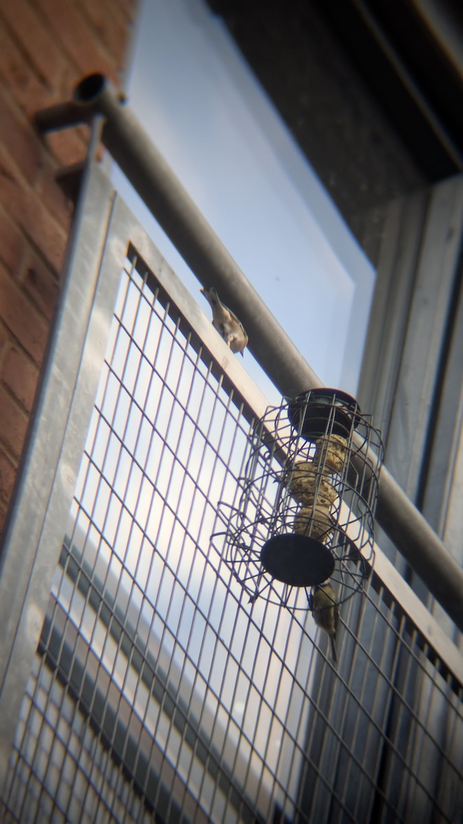 פרוש מצוי - ML646584854