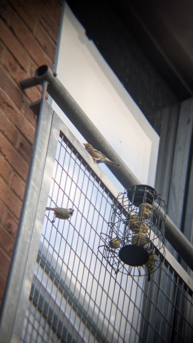 פרוש מצוי - ML646584855