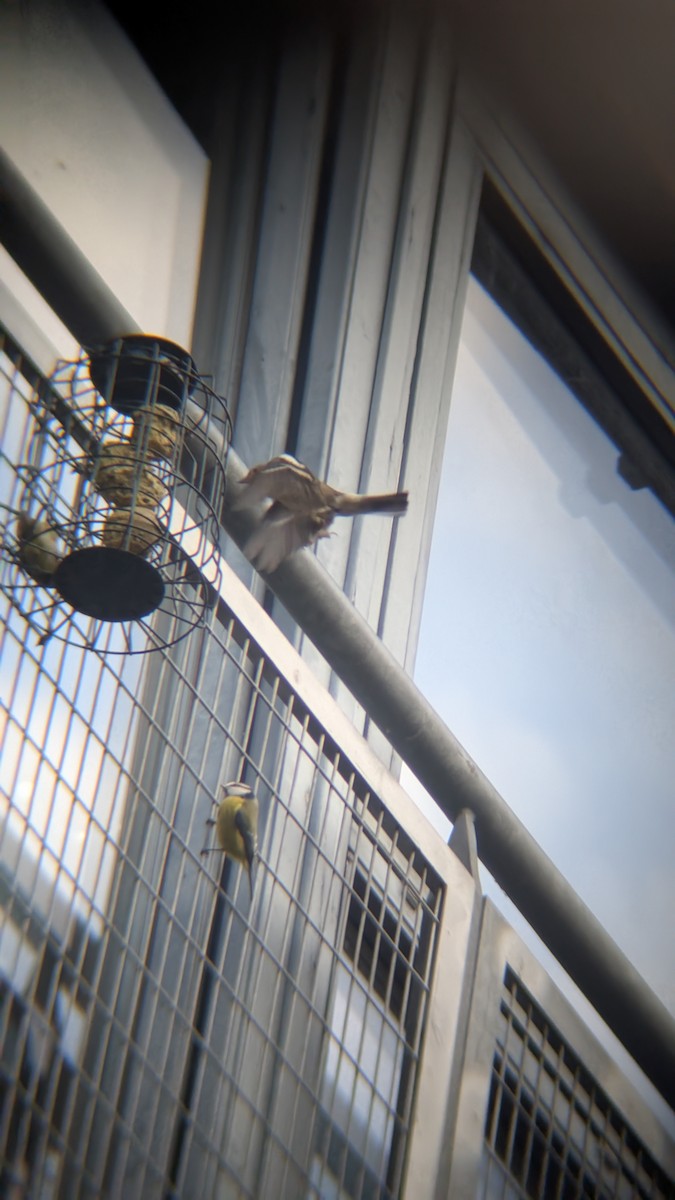 פרוש מצוי - ML646584856