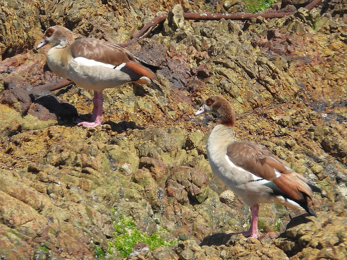 Nil Kazı - ML646584860