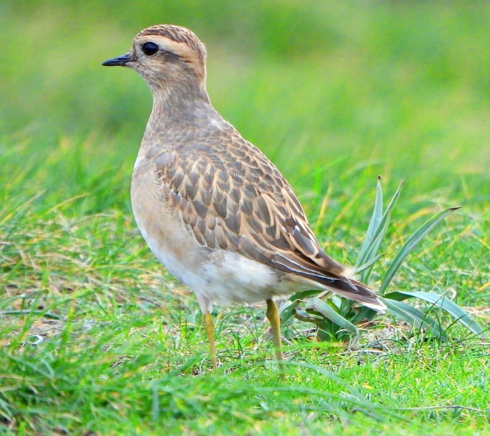 Eurasian Dotterel - ML646584861