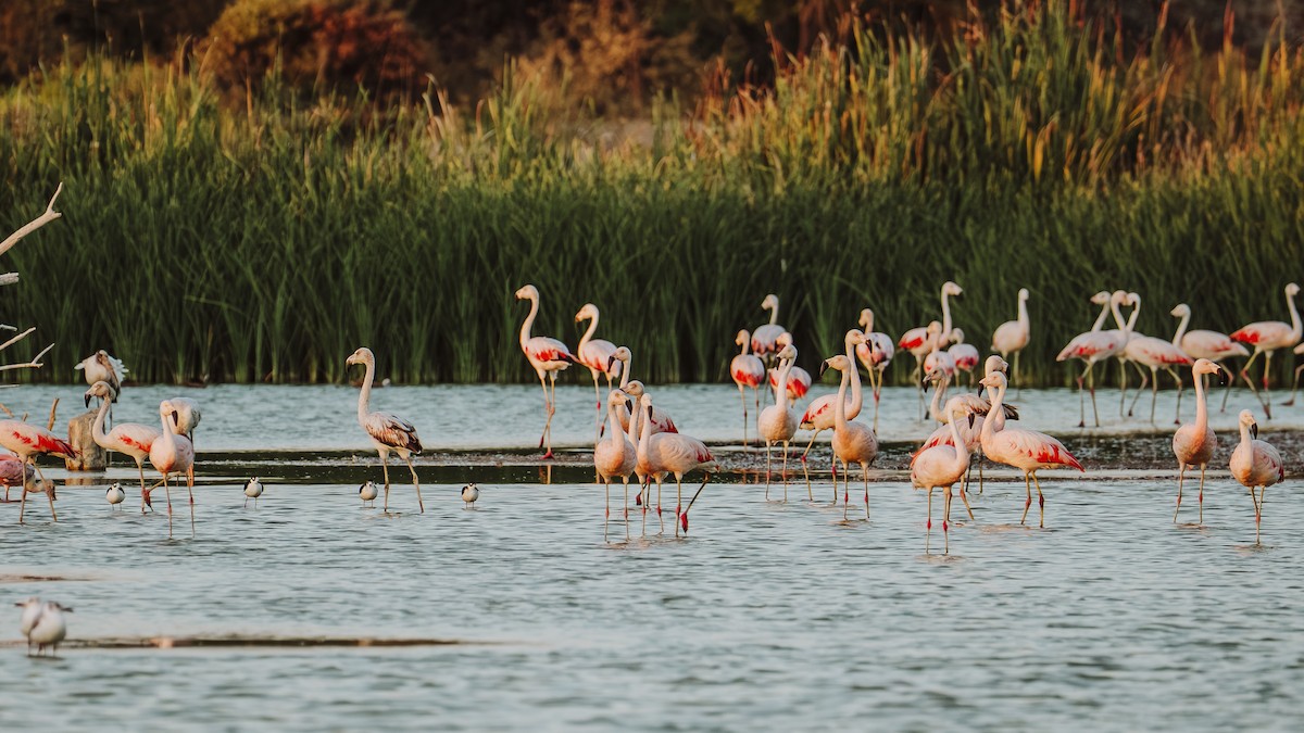Chilean Flamingo - ML646584869