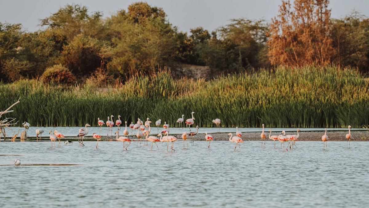 Chilean Flamingo - ML646584870