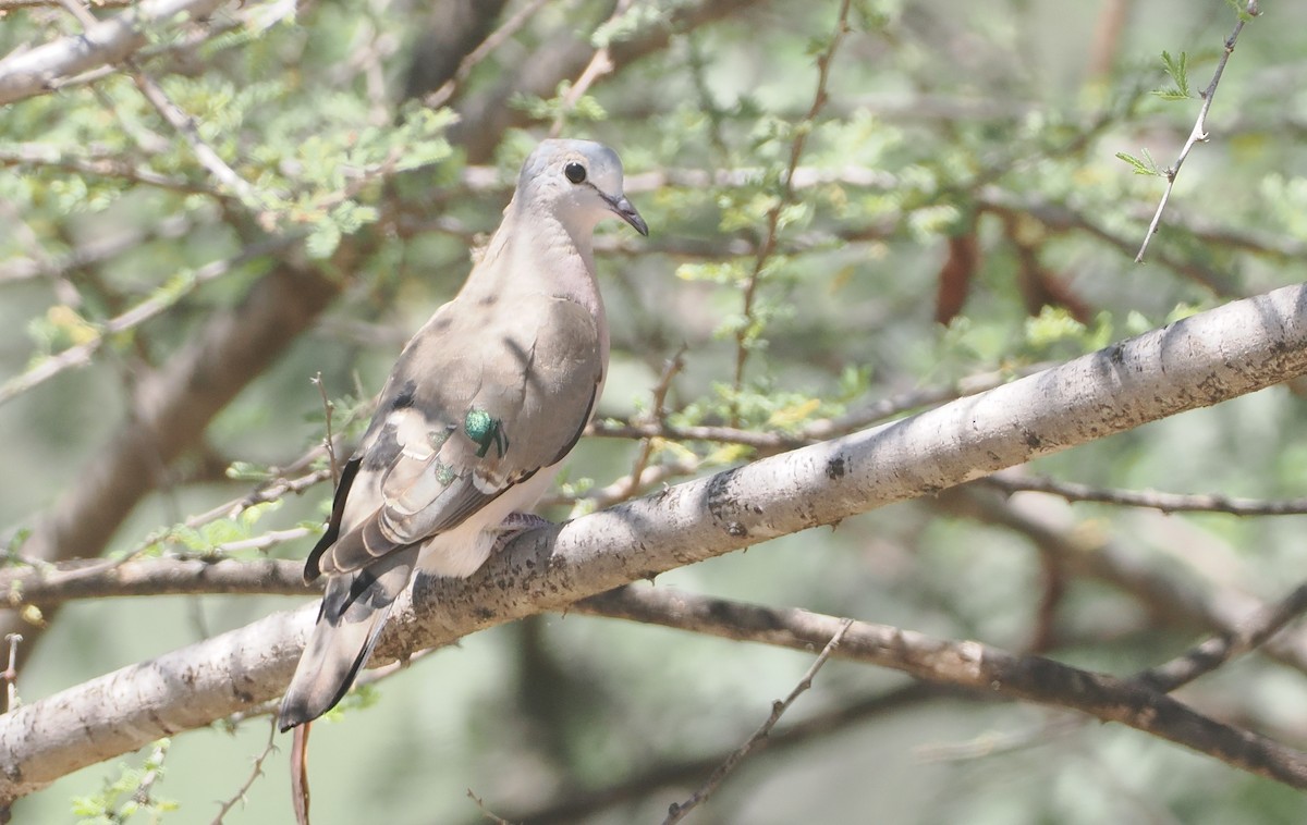 Emerald-spotted Wood-Dove - ML646584871