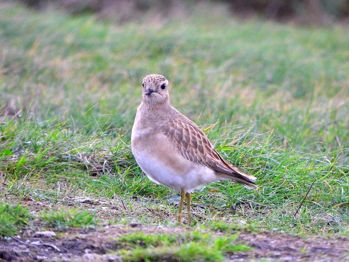 Eurasian Dotterel - ML646584877