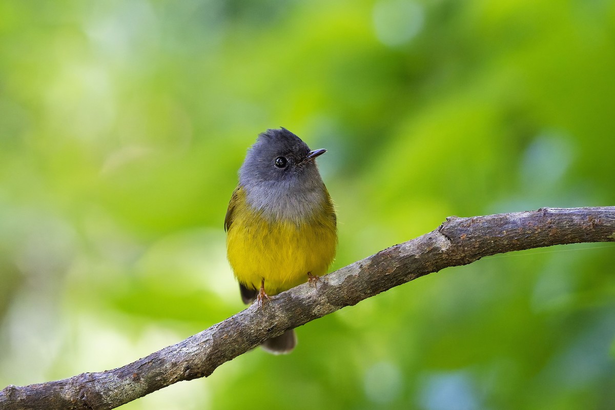 Сероголовая комароловка - ML646584878