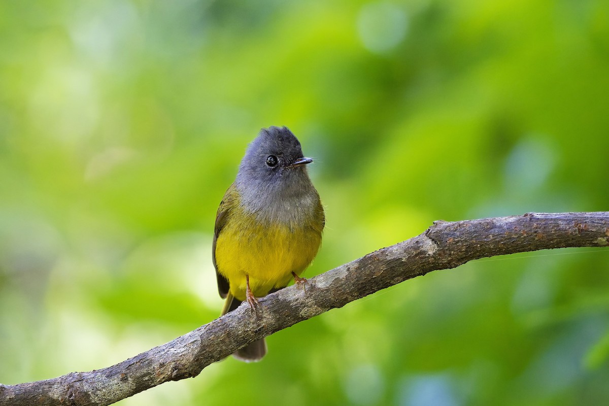 Сероголовая комароловка - ML646584879