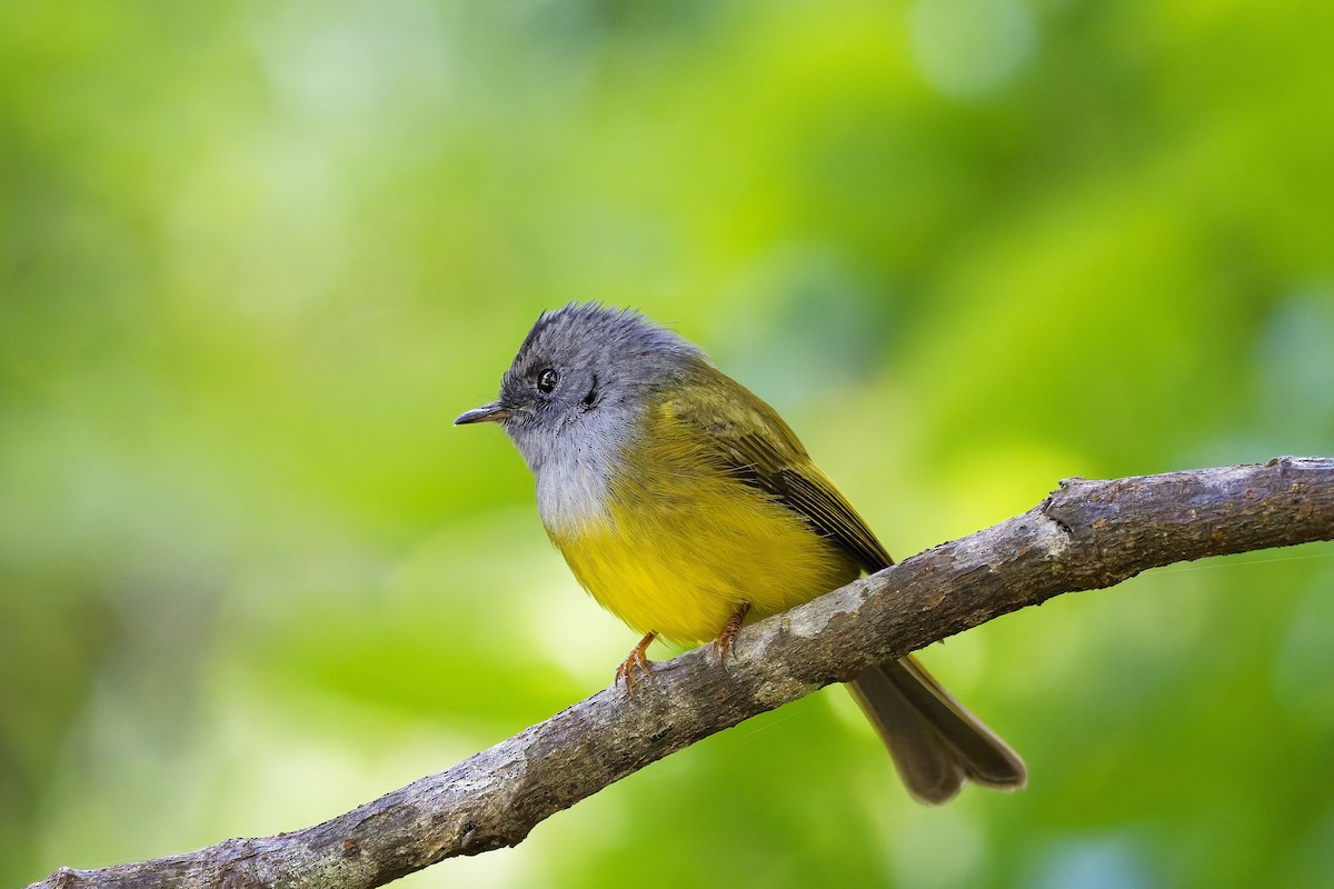 Сероголовая комароловка - ML646584880