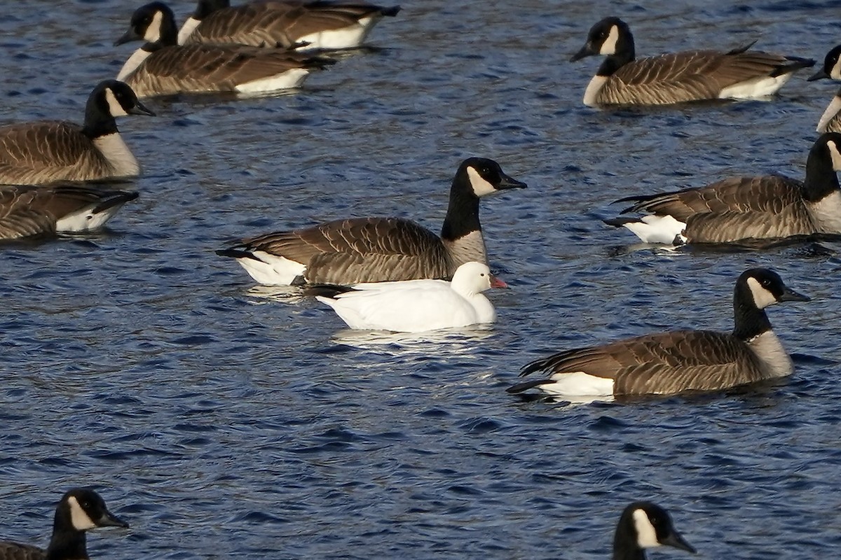 Ross's Goose - ML646584896