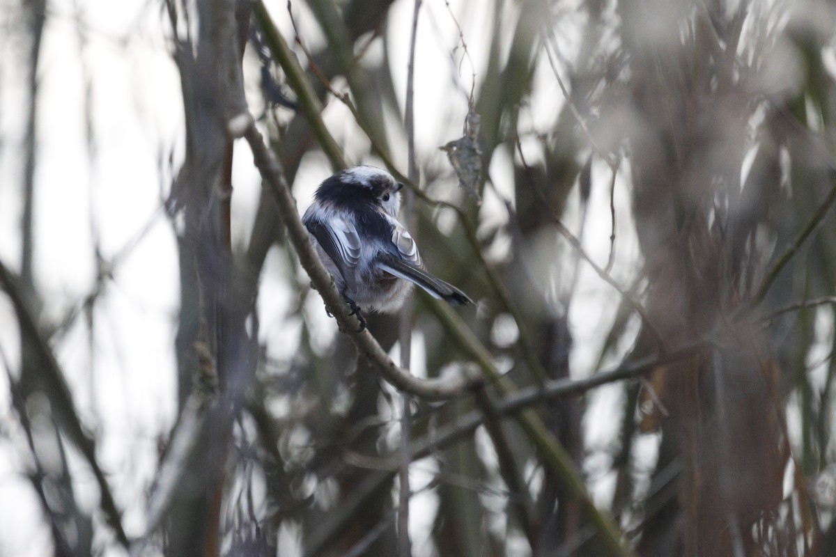 Long-tailed Tit (europaeus Group) - ML646584897