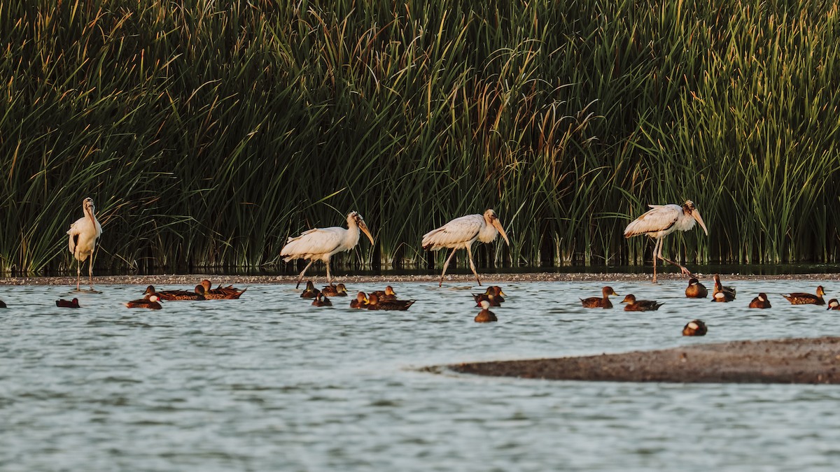 Wood Stork - ML646584898
