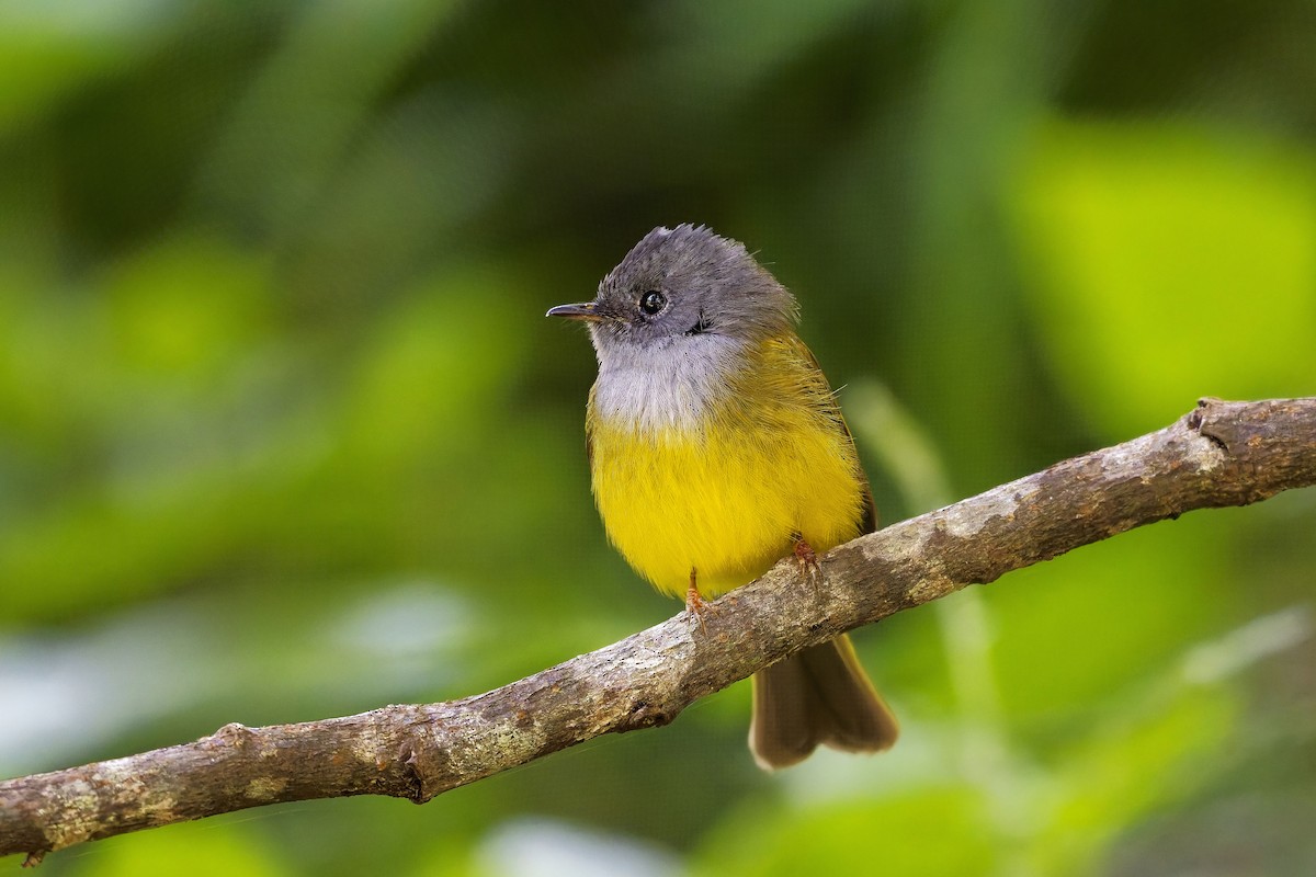 Сероголовая комароловка - ML646584899