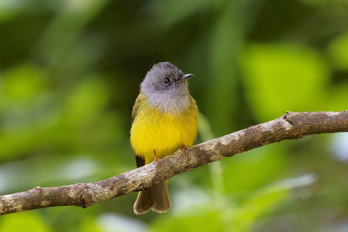 Сероголовая комароловка - ML646584900