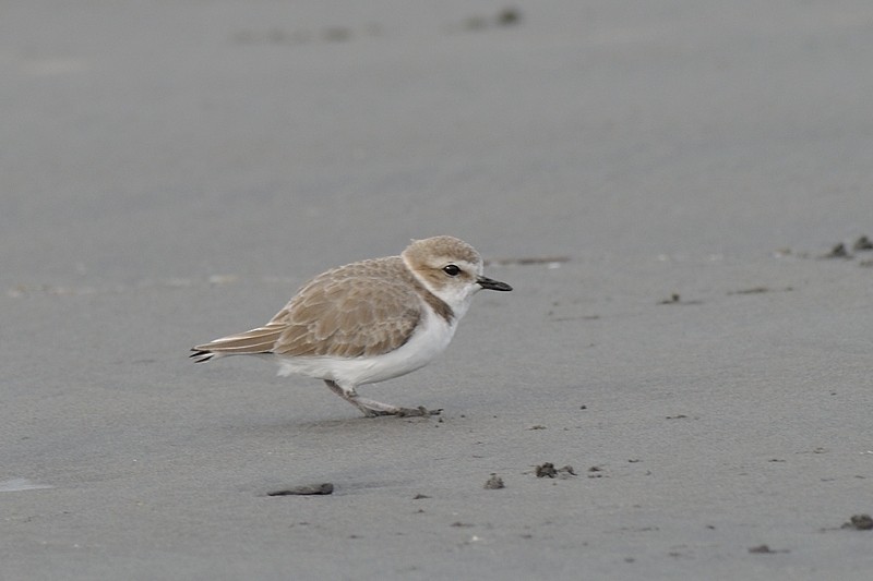 Snowy Plover - ML646584901