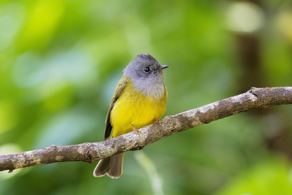 Сероголовая комароловка - ML646584907