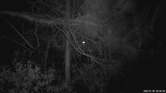 sýc americký - ML646584908