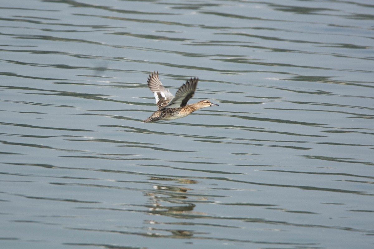 Garganey - ML646584909