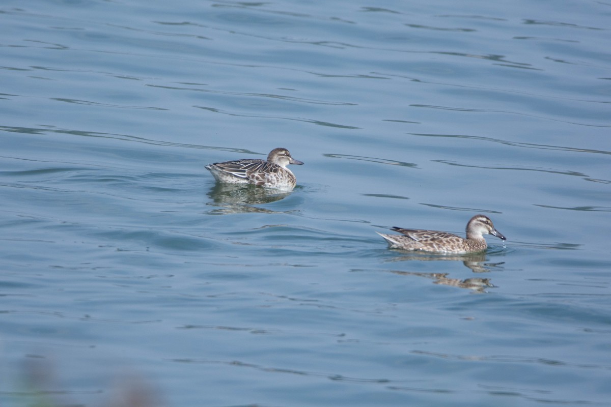Garganey - ML646584911