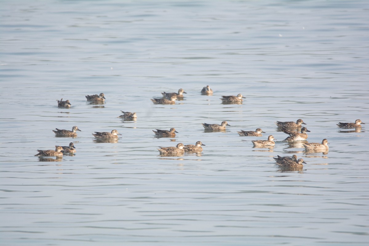 Garganey - ML646584912