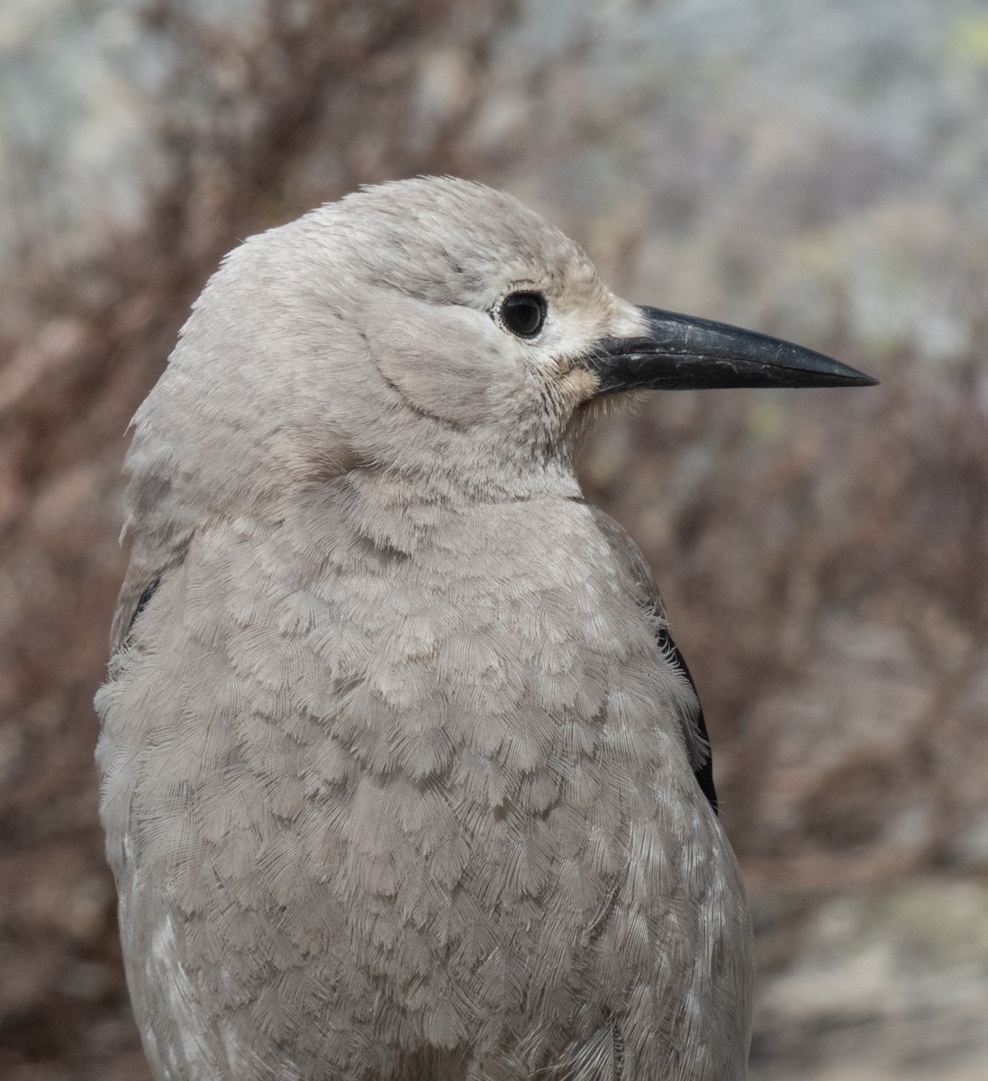 Clark's Nutcracker - ML646584914
