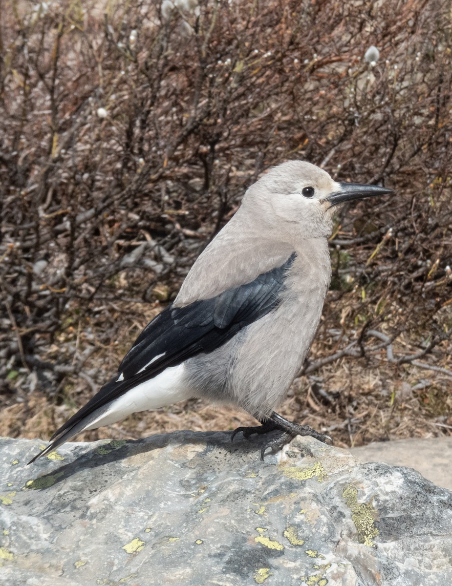 Clark's Nutcracker - ML646584915