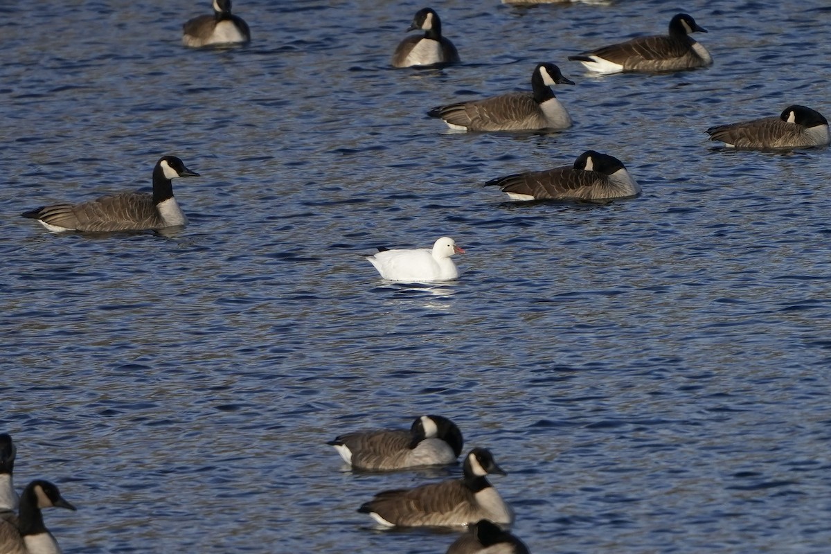 Ross's Goose - ML646584916