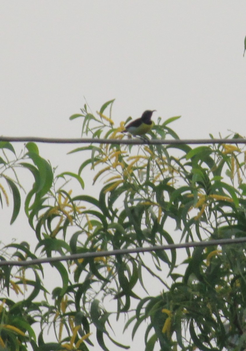 Purple-rumped Sunbird - ML646584919