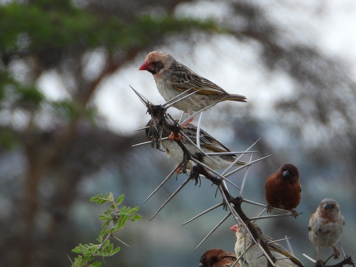 Red-billed Quelea - ML646584933