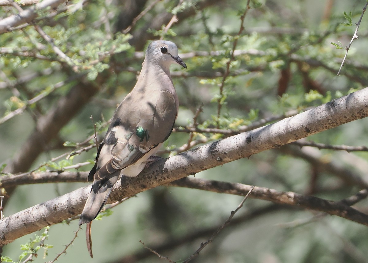 Emerald-spotted Wood-Dove - ML646584938