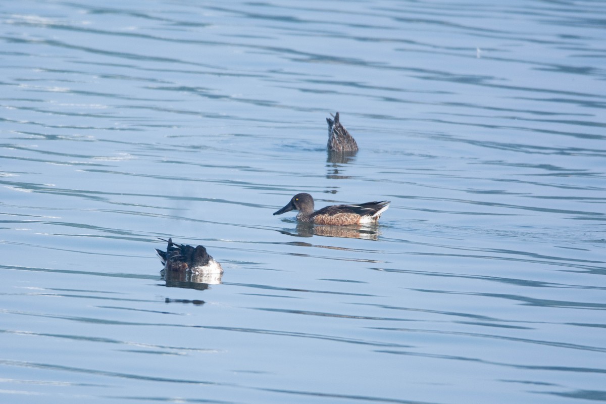 Northern Shoveler - ML646584944