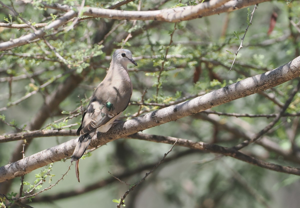Emerald-spotted Wood-Dove - ML646584945