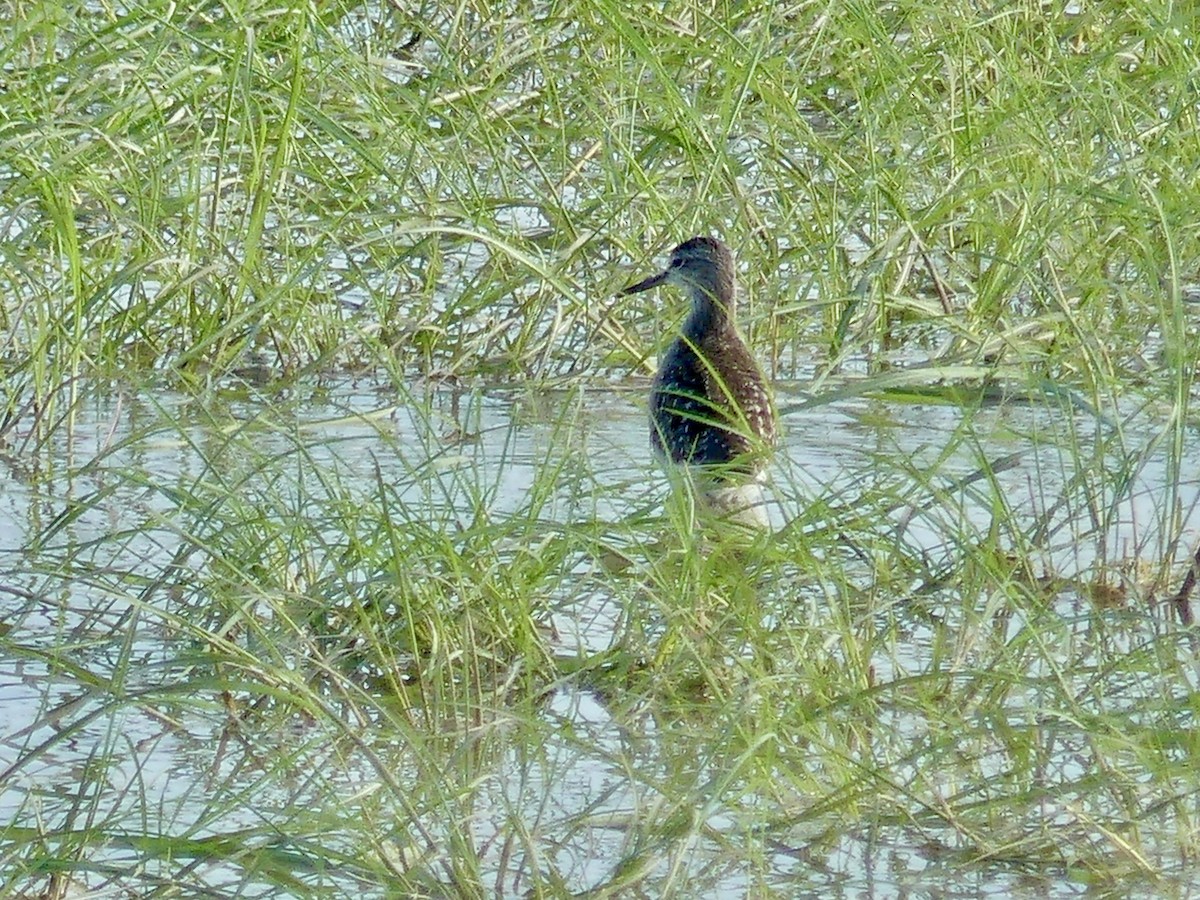 vodouš bahenní - ML646584946