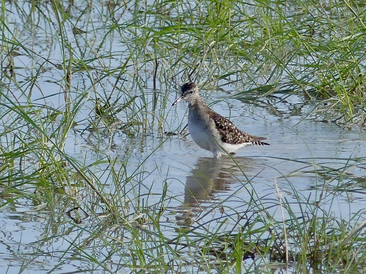 vodouš bahenní - ML646584947