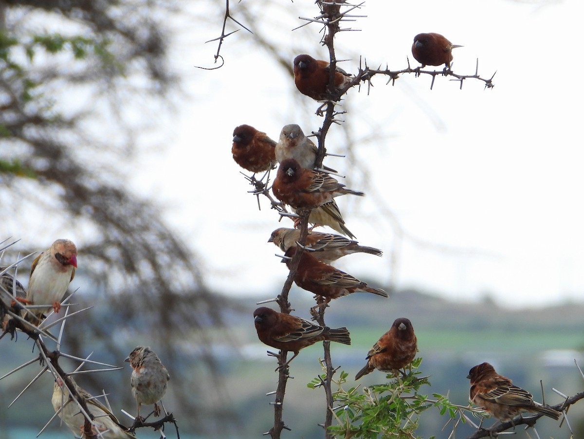 Chestnut Sparrow - ML646584948