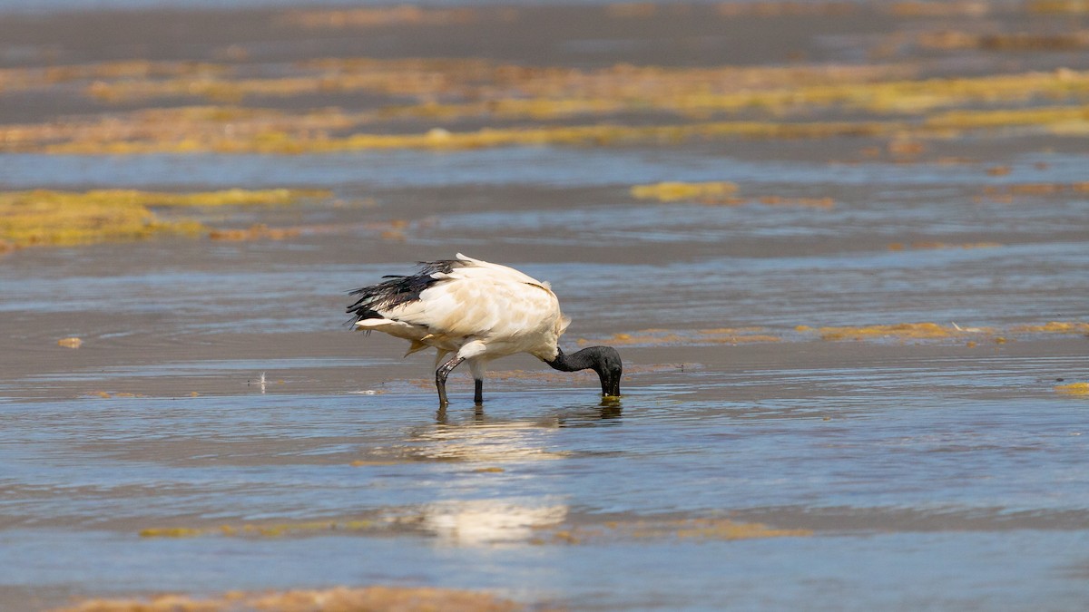 African Sacred Ibis - ML646584949