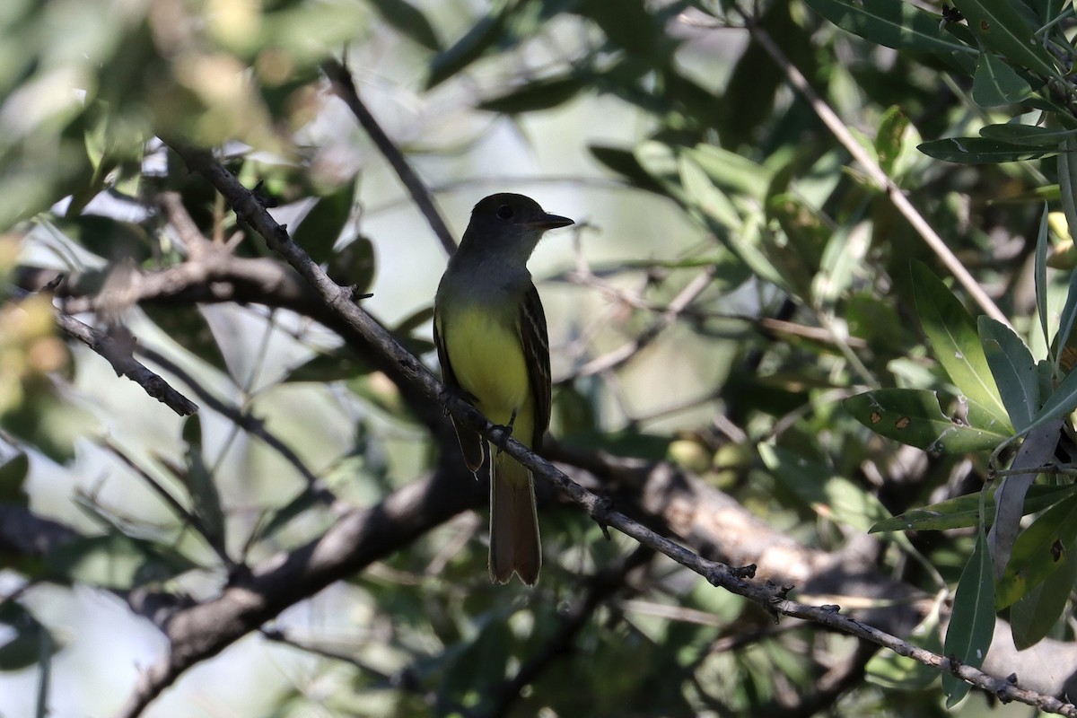 Great Crested Flycatcher - ML646584952