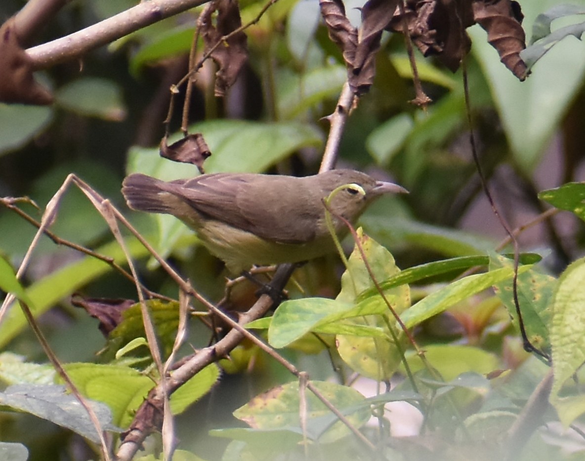 Dicée à bec rouge - ML646584953